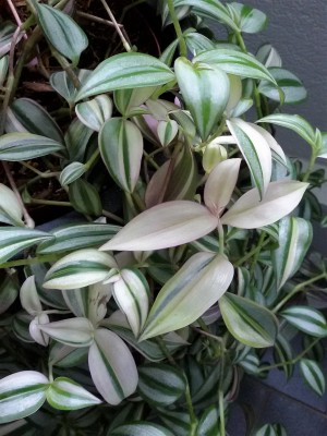 Tradescantia.jpg