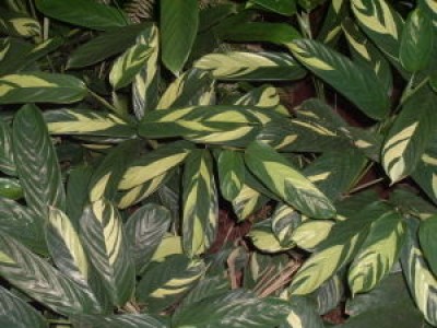 Maranta arundinacea.jpg