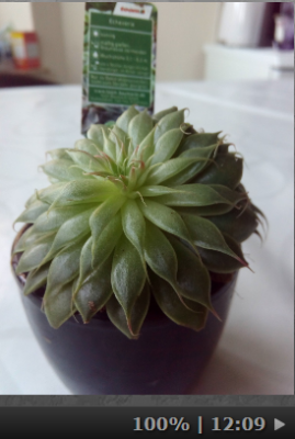 Echeveria.png