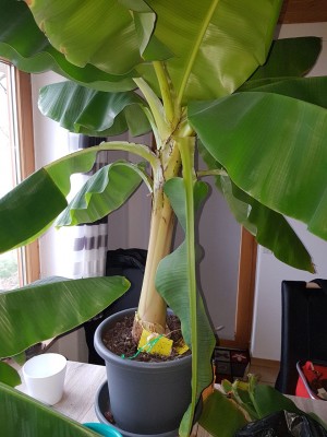 Bananenbaum2.jpg