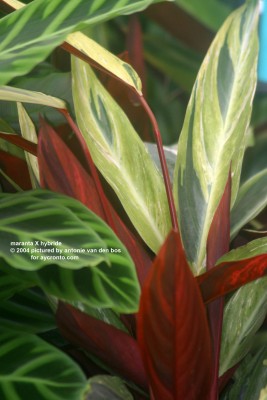 maranta%20X%20hybride%2001.jpg