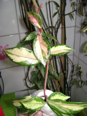 hoya-tricolor.jpg