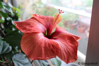 Hibiscus_orangerot_2018_04_24.JPG