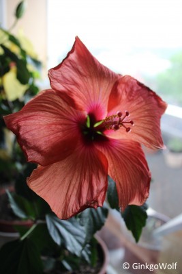 Hibiscus_orangerot_2018_04_26.JPG