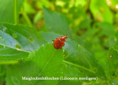 Hähnchen,Maiglöckchen-.jpg