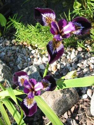 iris_versicolor_mysteric_monique.jpg