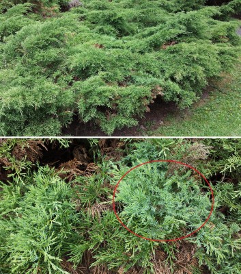 thuja.jpg