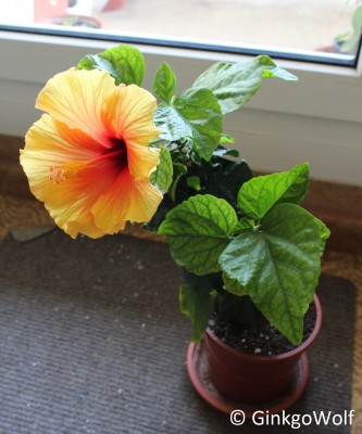 Hibiscus_gelborange_2018_05_22.JPG