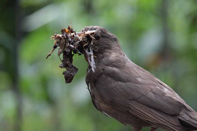 Amsel2.jpg