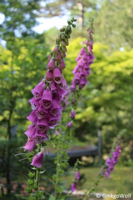 Digitalis_purpurea (1).JPG