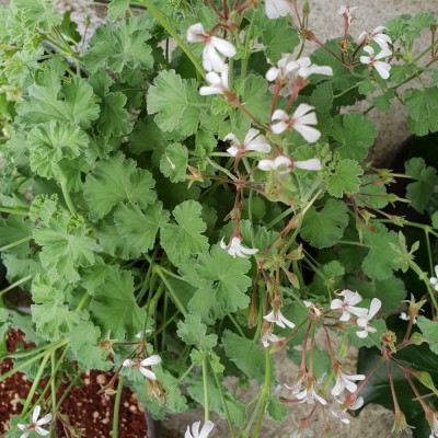 Apfel Pelargonium.jpg