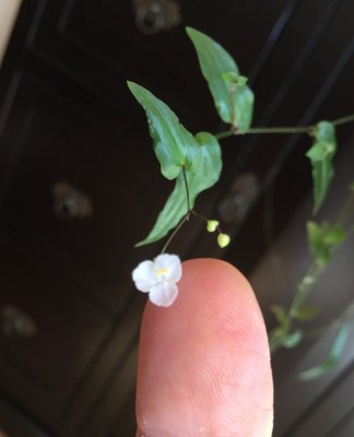 Tradescantia multiflora.JPG