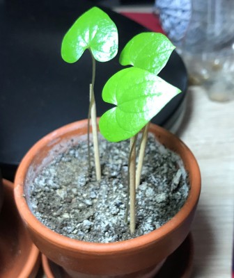 dioscorea2.jpg