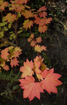 acer circ.1.jpg