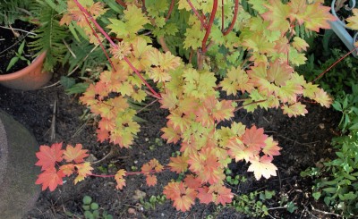 acer circ.3.jpg