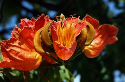 tulpenbaumblueten.jpg