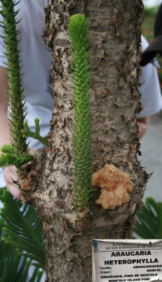 araucaria-heterophulla.jpg