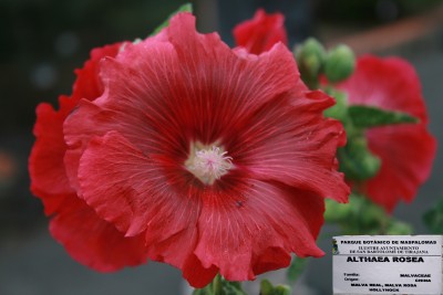 althea-rosea.jpg