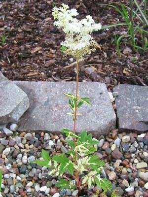 filipendula_ulmaria_variegata_2.jpg