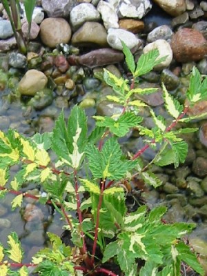 filipendula_ulmaria_variegata.jpg