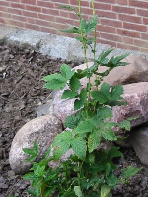 filipendula_ulmaria.jpg