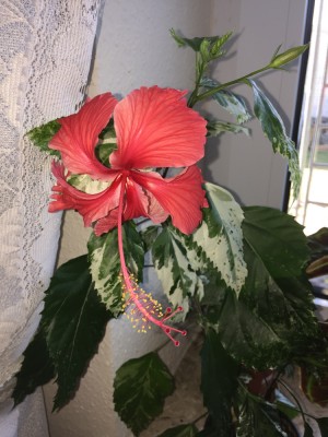 Hibiskus (1).JPG