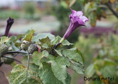 datura-metel.jpg