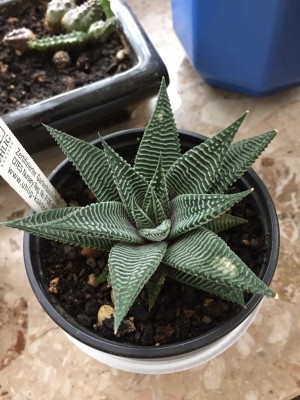 Haworthia limifolia .JPG