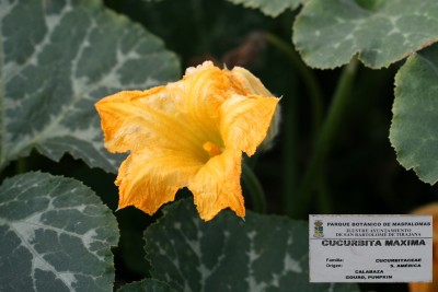 cucurbita-maxima.jpg