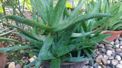 Aloe 1.jpg