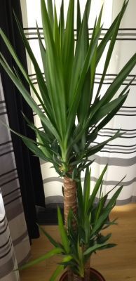 yucca1.png