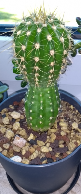 Kaktus1.png