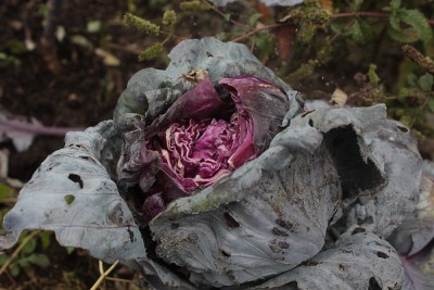 Rotkohl.jpg