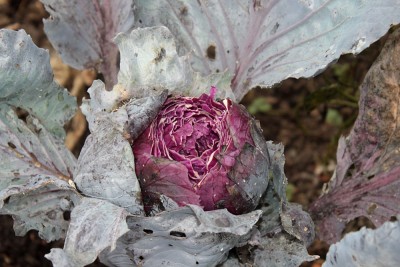 Rotkohl2.jpg