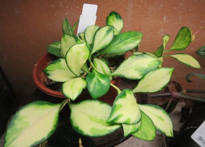 heuschkeliana_variegata.jpg