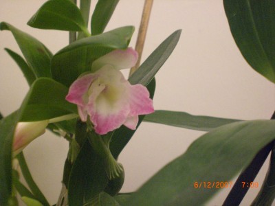 Dendrobium Nobile 3.JPG