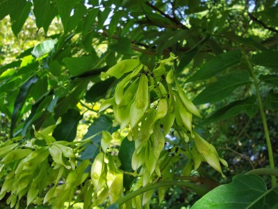 Götterbaum (Ailanthus altissima)-Samenstand.JPG