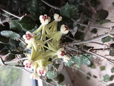 Hoya curtisii (3).JPG