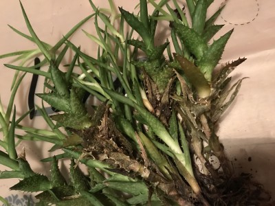 Aloe_Squarossa_2.JPG