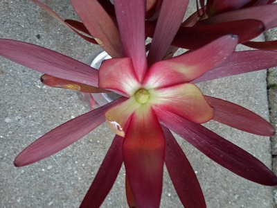 Bouquetpflanze (2).jpg
