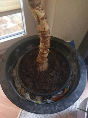 Kleine yucca neuer Topf.jpg