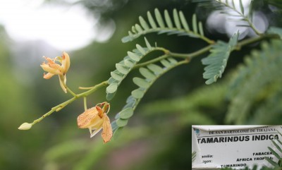 tamarindus-indica-blueten.jpg