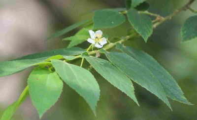 Unbekannter Baum Blüte  - 1.jpg