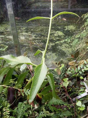Tropenpflanze (1a).jpg