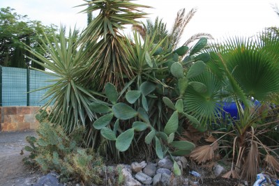 palmen+kaktus.jpg