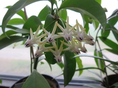 multiflora_thailand1.jpg