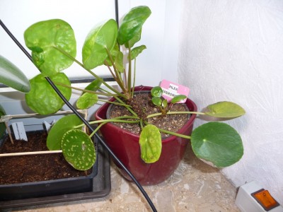 Pilea Peperomioides.jpg