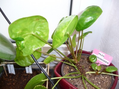 Pilea Peperomioides1.jpg