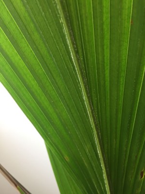 Cocos-Blatt.jpg