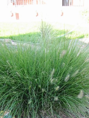 pennisetum_alopecuroides_hameln.jpg